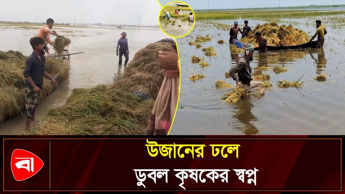 ধান গেল উজানের জলে, মাথায় হাত কৃষকের