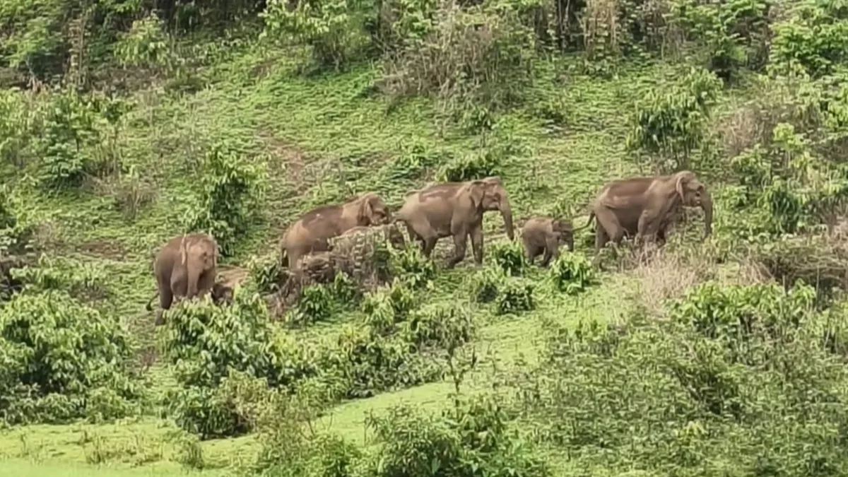 নেত্রকোনায় বন্য হাতির আক্রমণে প্রাণ গেল যুবকের