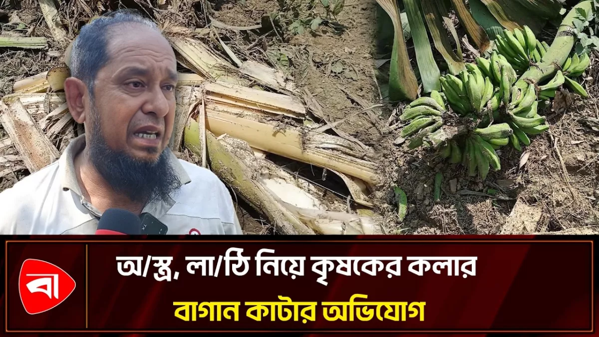 শৈলকুপায় কলার বাগানের ৫০০ গাছ কেটে ফেলার অভিযোগ