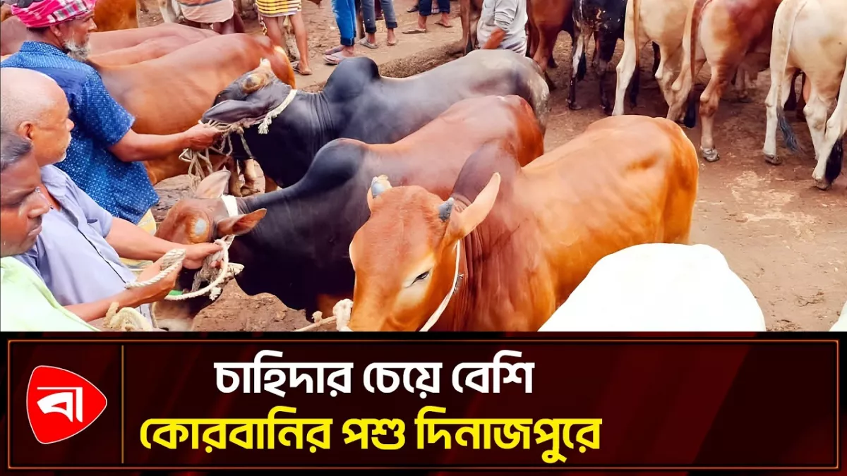 দিনাজপুরে চাহিদার চেয়ে দেড় লাখ বেশি কোরবানির পশু