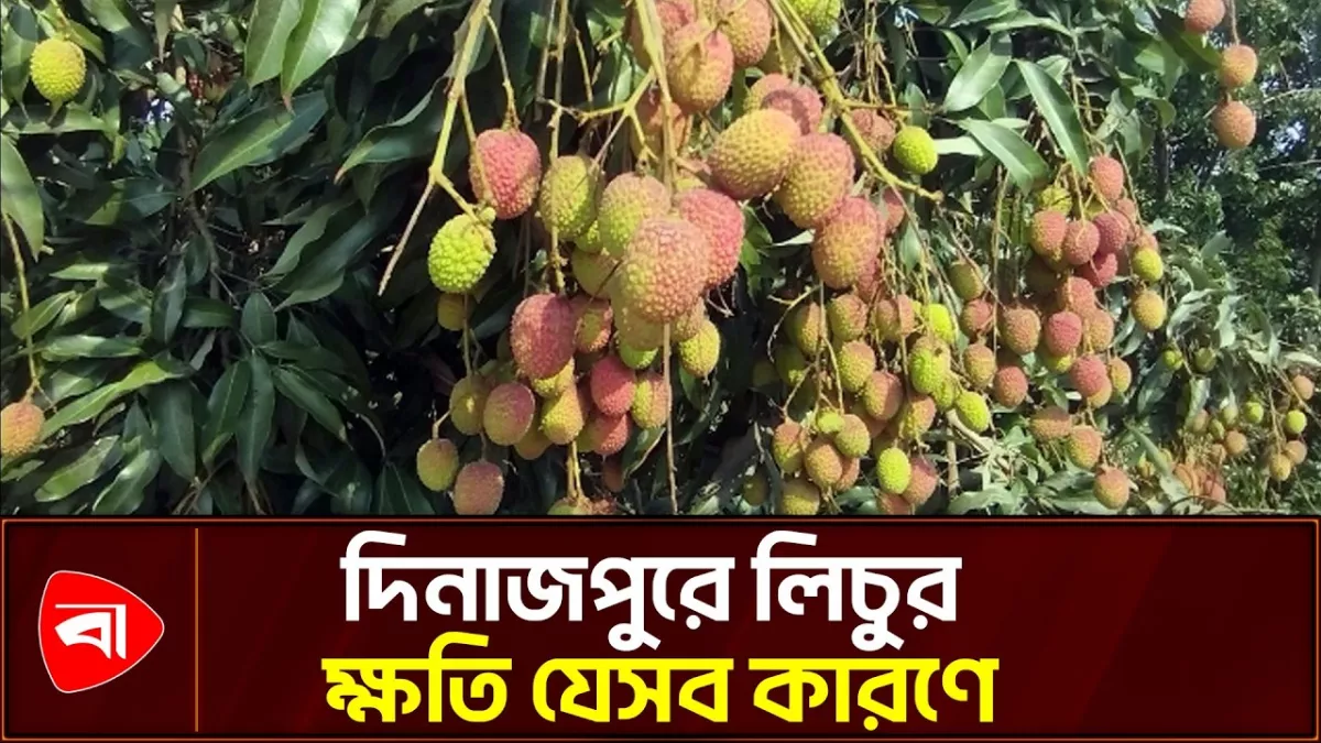 তিন কারণে দিনাজপুরে লিচুর ব্যাপক ক্ষতি