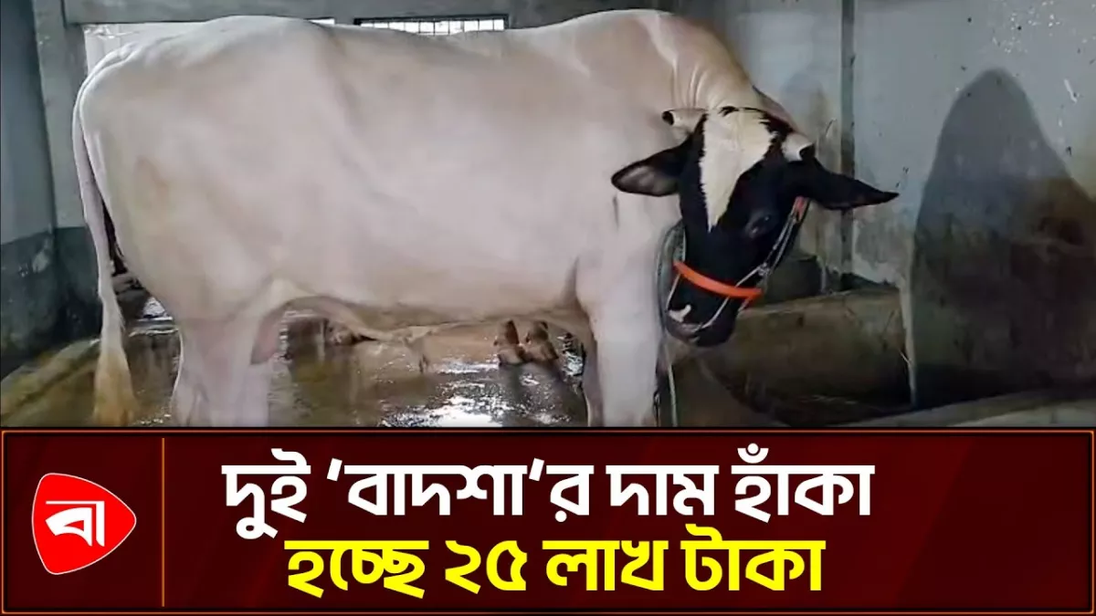 বিশাল আকৃতির ২ গরু দেখতে খামারে ভিড়