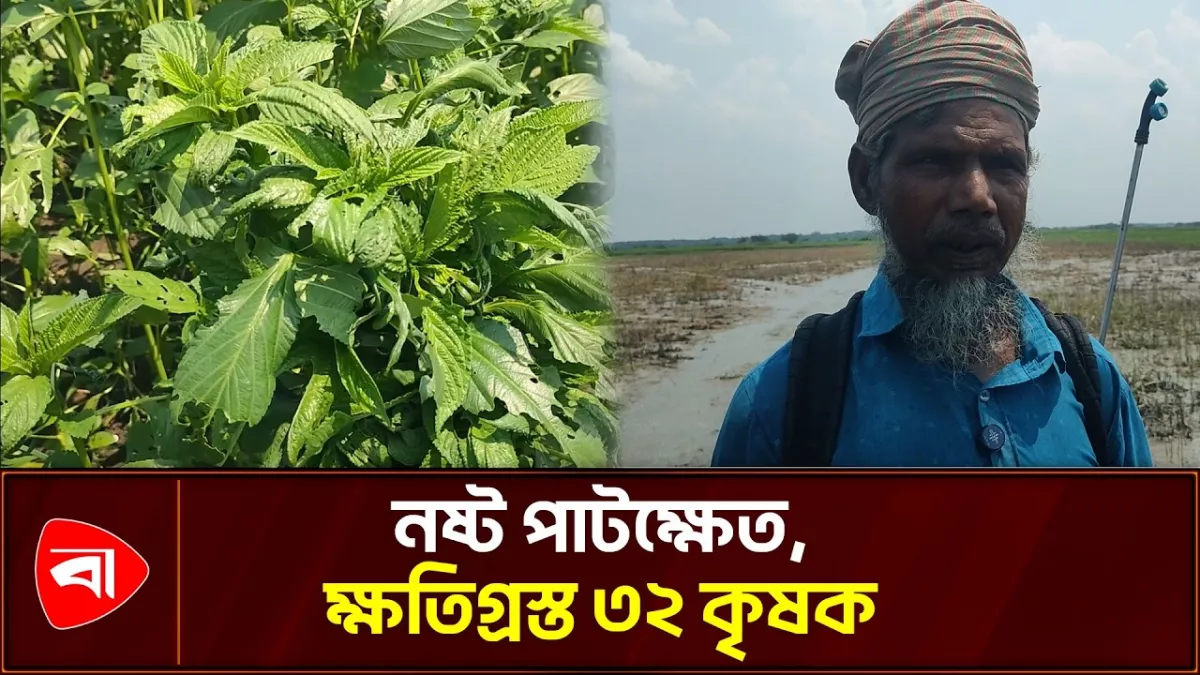 পাশের জমির কীটনাশকে নষ্ট প্রায় ৯ একর জমির পাট