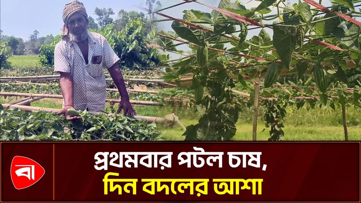 পটল চাষে দিন বদলের স্বপ্ন কৃষক শুক্কুরের