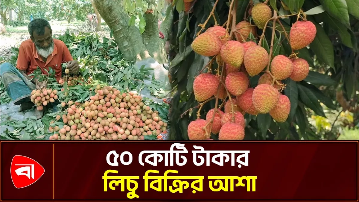 আগাম পেকেছে জিআই স্বীকৃত হাজরাপুরী লিচু
