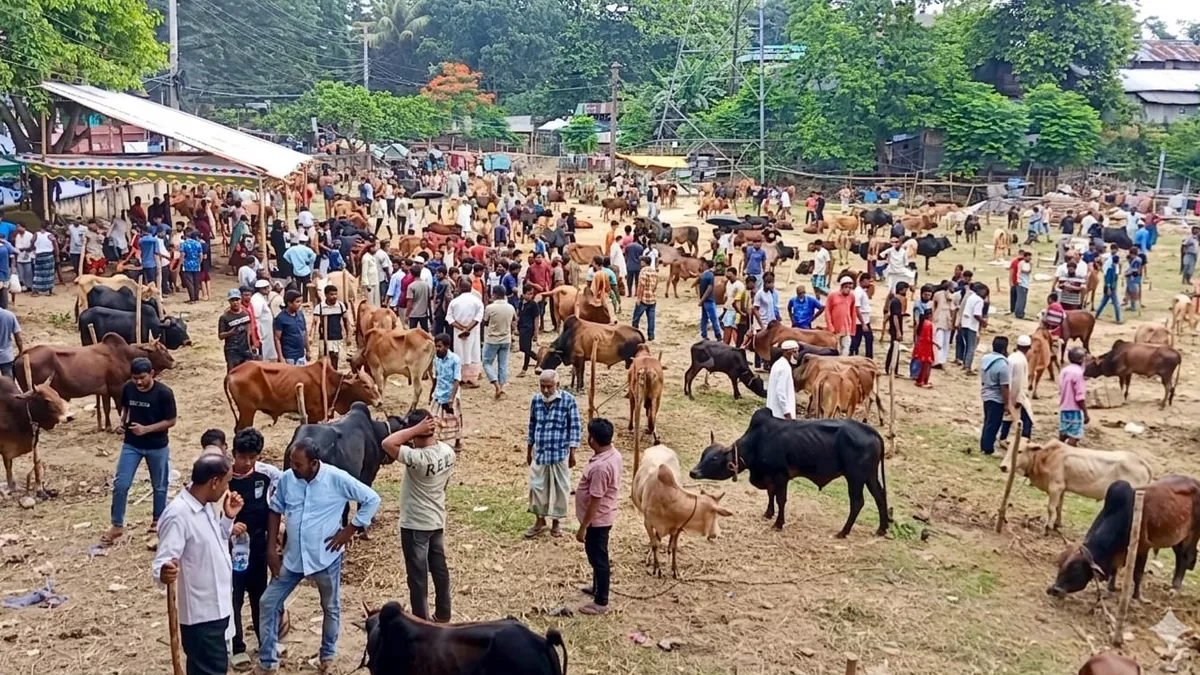জমে উঠেছে কাপ্তাইয়ের নতুন বাজার মাঠের পশুর হাট