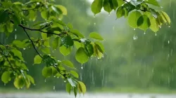 দেশের সব বিভাগে বৃষ্টির আভাস, কমতে পারে তাপমাত্রা