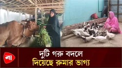 সংগ্রাম করে স্বাবলম্বী, রুমার খামারে এখন ১৮ গরু 