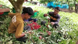 লিচু বাগানে কাজ করে লেখাপড়ার খরচ চালান ফুলবাড়ীর শিক্ষার্থীরা