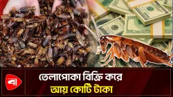 তেলাপোকার খামারের সন্ধান, এক লাখ তেলাপোকা জব্দ 