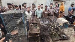 হনুমান ও পেঁচাসহ ৪২টি বন্যপ্রাণী উদ্ধার, আটক ১  