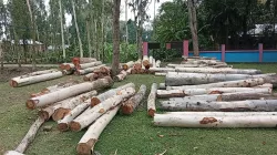 সরকারি গাছ কেটে বিক্রির অভিযোগ জামায়াত ও আ’লীগ নেতার বিরুদ্ধে
