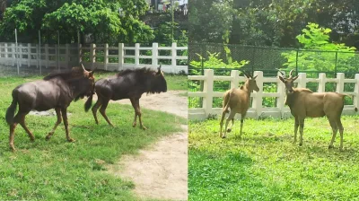 চিড়িয়াখানায় দক্ষিণ আফ্রিকা থেকে এলো নতুন চার প্রাণী