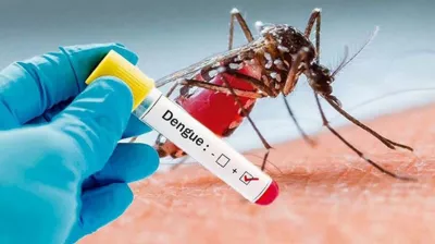 ডেঙ্গু: ২৪ ঘণ্টায় হাসপাতালে ভর্তি ১০১