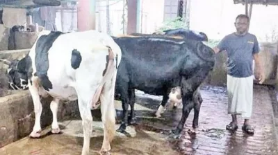 বাবার দেওয়া একটি গরু থেকে সফল খামারি দুই ভাই 
