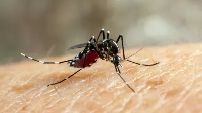 ডেঙ্গু প্রতিরোধে দেশজুড়ে সচেতনতামূলক র‍্যালির উদ্যোগ