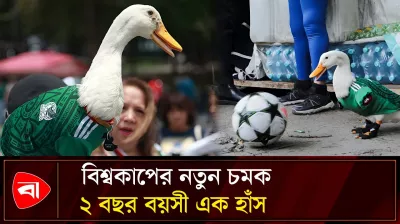 ফিফার অ্যাম্বাসেডর মার্লিন নামের হাঁস, জার্সি গায়ে ঘুরছে শহরে