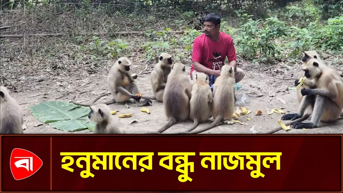 নাজমুলের ডাকে ছুটে আসে হনুমানের দল 