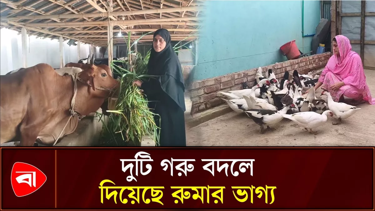 সংগ্রাম করে স্বাবলম্বী, রুমার খামারে এখন ১৮ গরু 