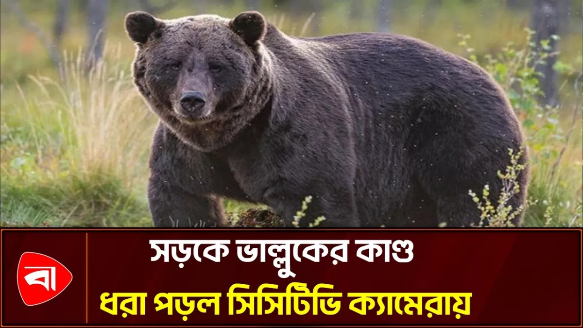 জাপানের ফুকুশিমায় ভাল্লুকের তাণ্ডব, ৪ জন আহত