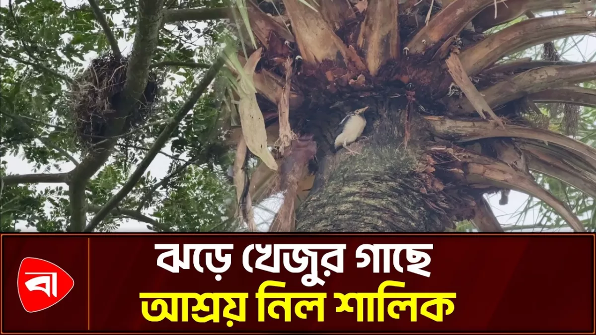 ঝড়-বৃষ্টিতে আশ্রয়ের খোঁজে শালিক, খেজুর গাছে মিলল নিরাপদ ঠিকানা