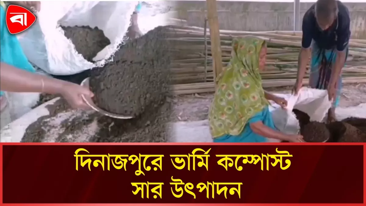 দিনাজপুরে পরিবেশবান্ধব ভার্মি কম্পোস্ট সার উৎপাদন 