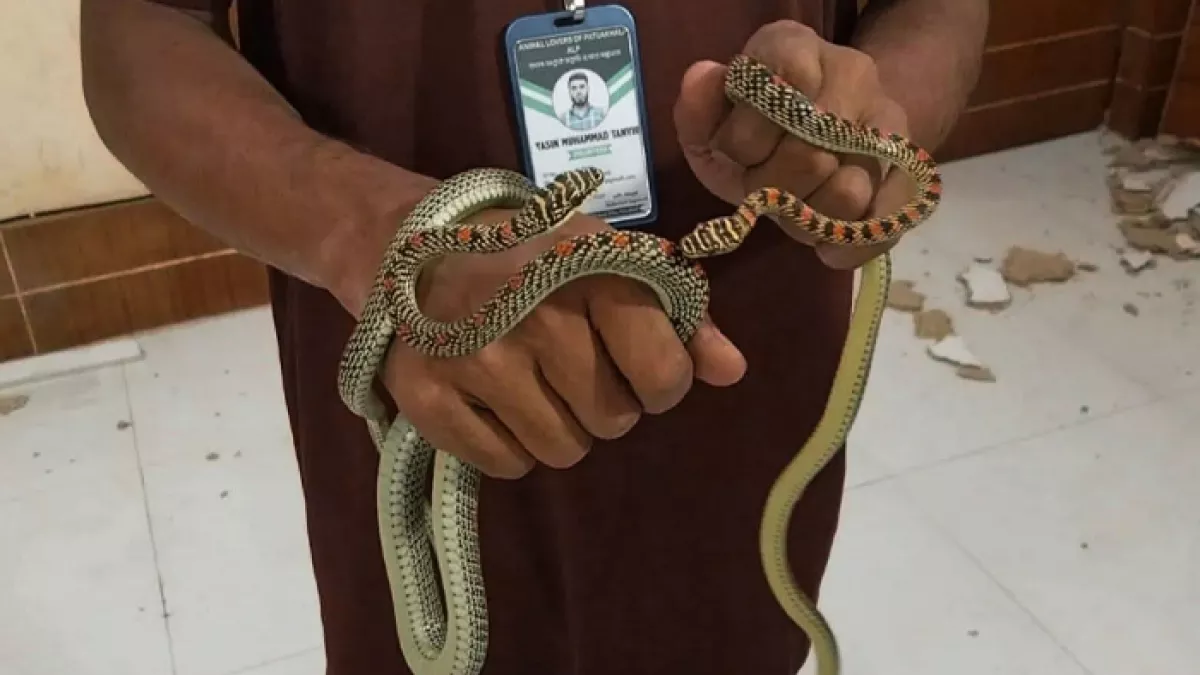 ডিআইজি অফিসে থেকে কালনাগিনী সাপ উদ্ধার