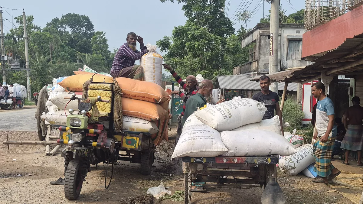ভরা মৌসুমে ধানের দাম কমায় বিপাকে ঝিনাইদহের কৃষকরা