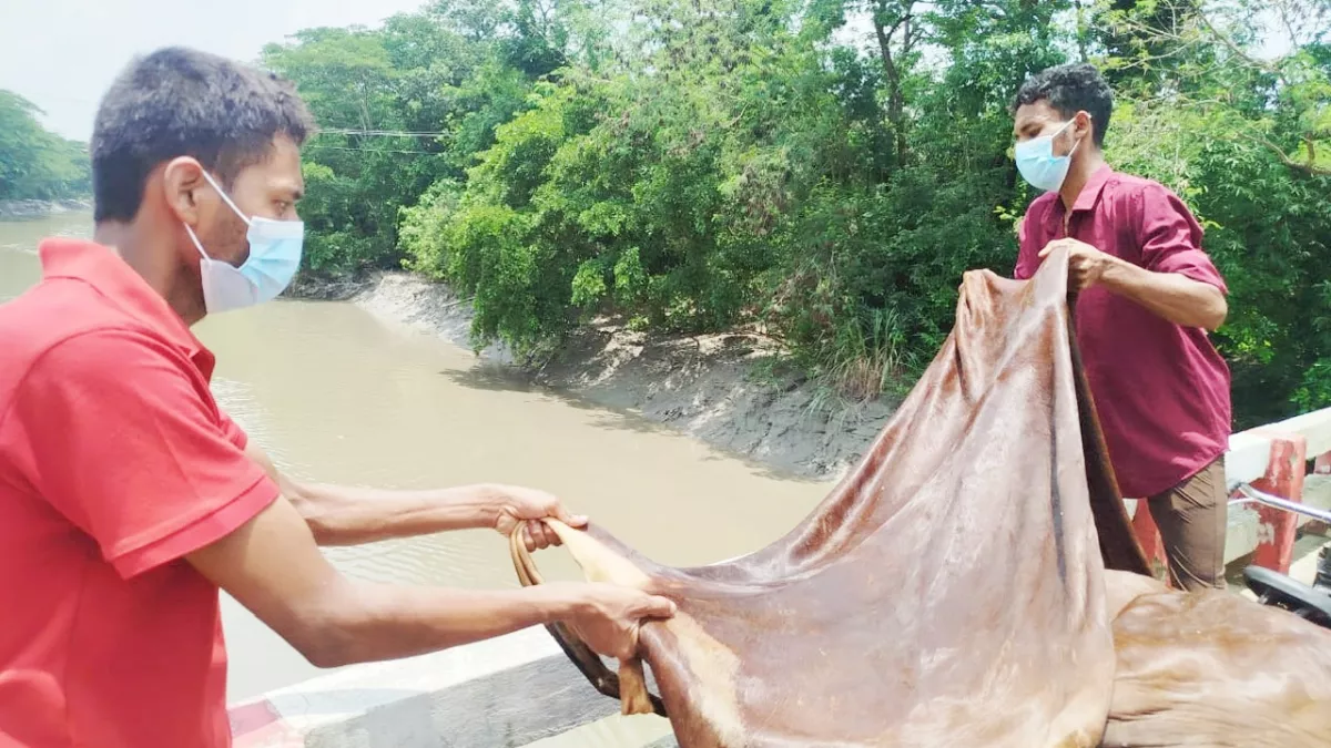 এবারের কোরবানিতেও সেই পুরনো সিন্ডিকেটের খেলা