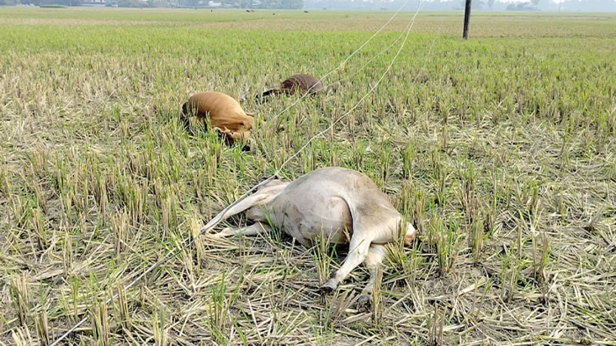 বিদ্যুৎস্পৃষ্টে পাঁচ গরুর মৃত্যু