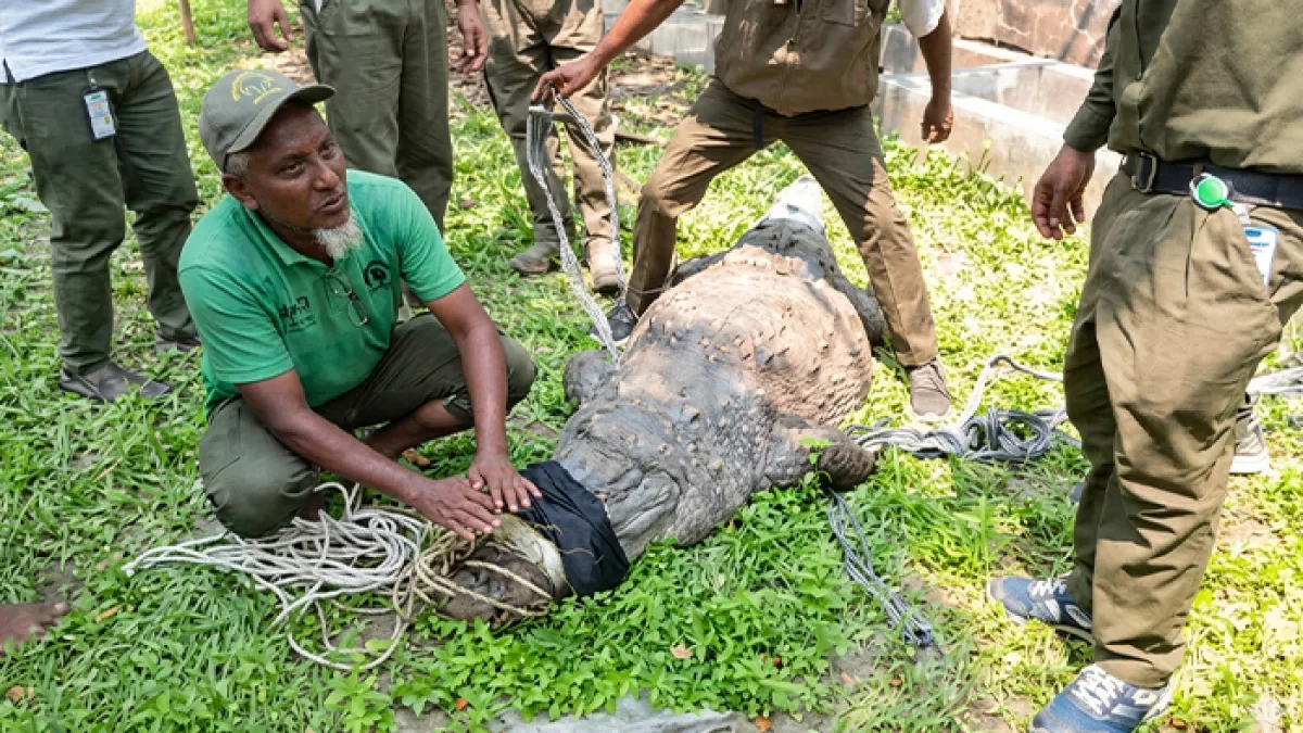 খানজাহান আলীর দিঘির কুমিরটি এখন পুনর্বাসন কেন্দ্রে