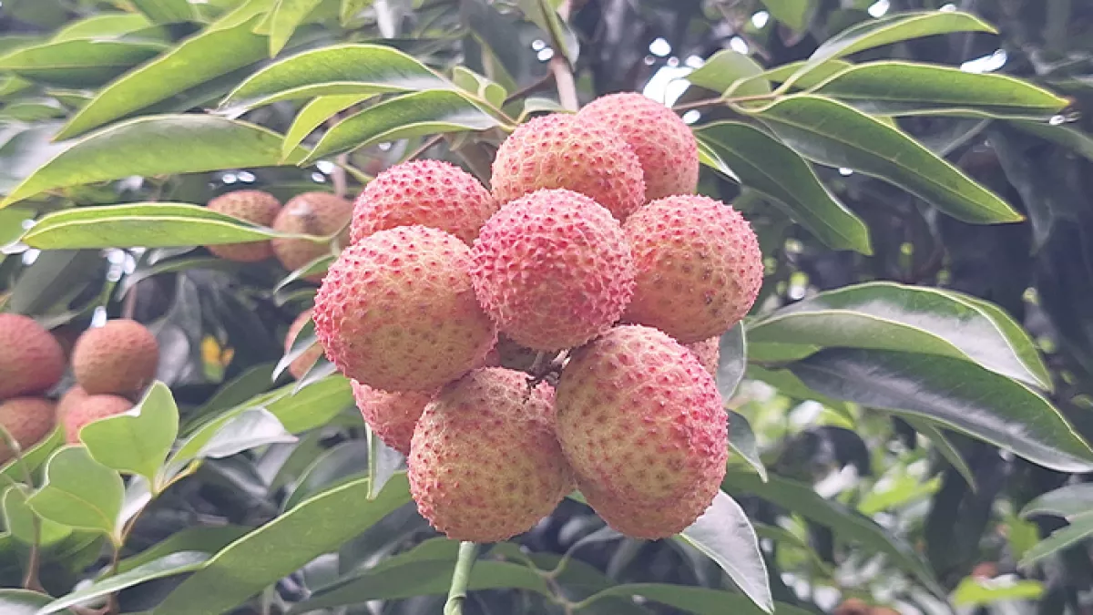 কিশোরগঞ্জের পাকুন্দিয়ায় এক বাগানে ঝুলছে টসটসে রসালো লিচু। প্রবা ফটো