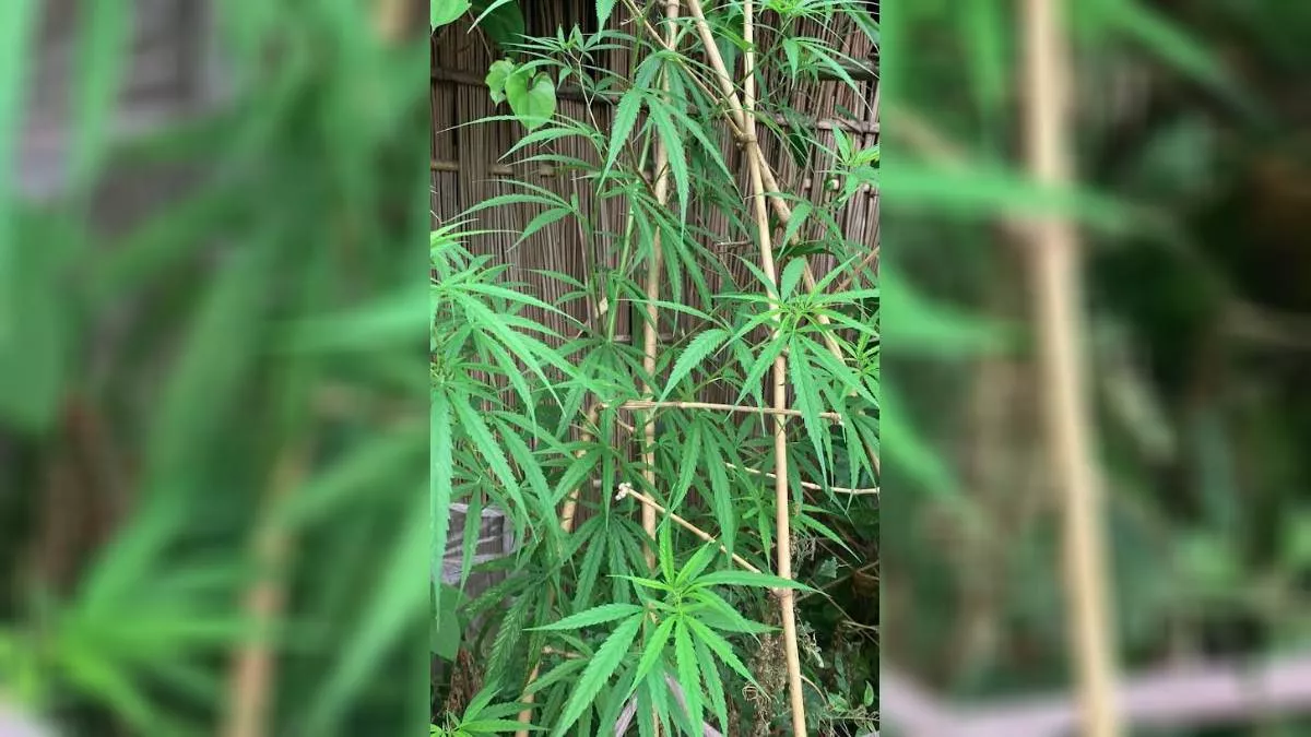 অভিযুক্তের বাড়ির উঠানে ডাটা গাছের আড়ালে গাঁজা গাছ রোপণ করা হয়েছিল। ছবি: প্রতিদিনের বাংলাদেশ