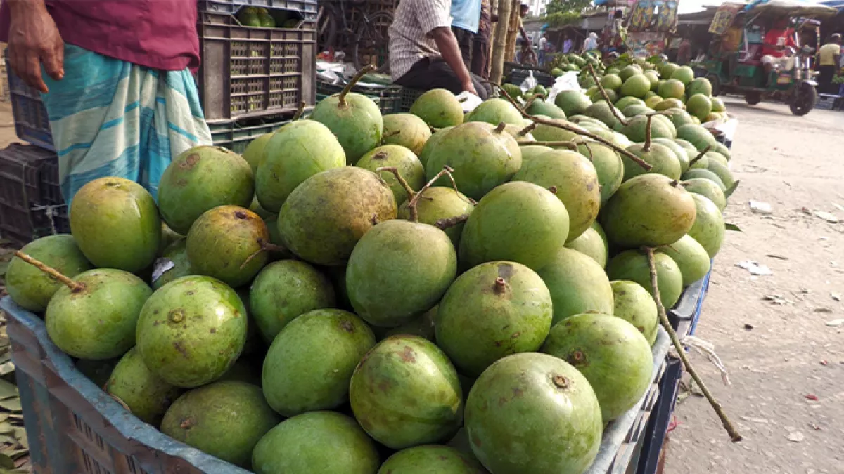 রংপুর নগরীর বাস টার্মিনাল এলাকায় জমজমাট আমের আড়ত। প্রবা ফটো