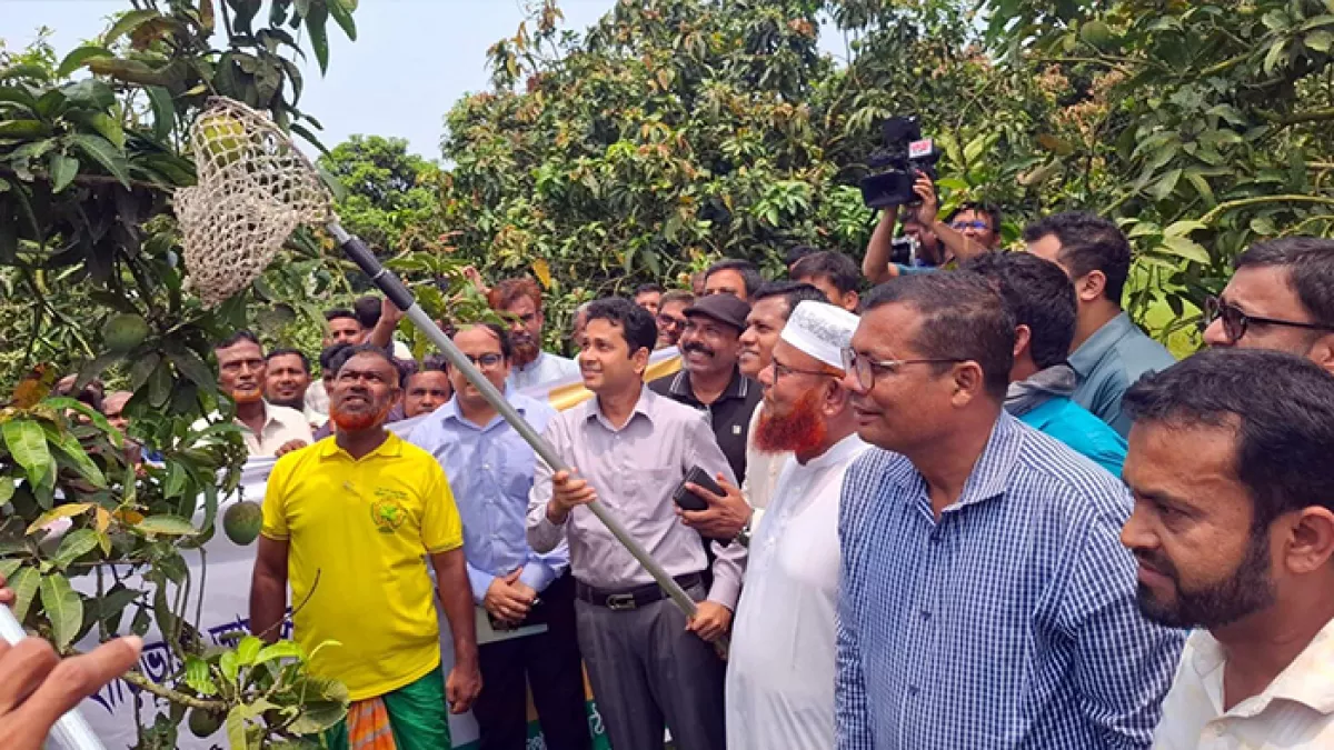 জিআইপণ্য হাঁড়িভাঙ্গা আম বাজারজাত শুরু