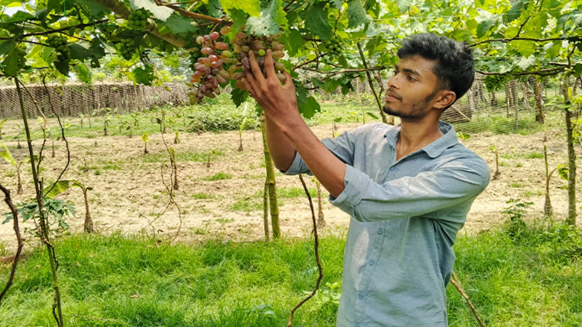 ইউটিউব দেখে ২৩ জাতের আঙ্গুর চাষে সফল 