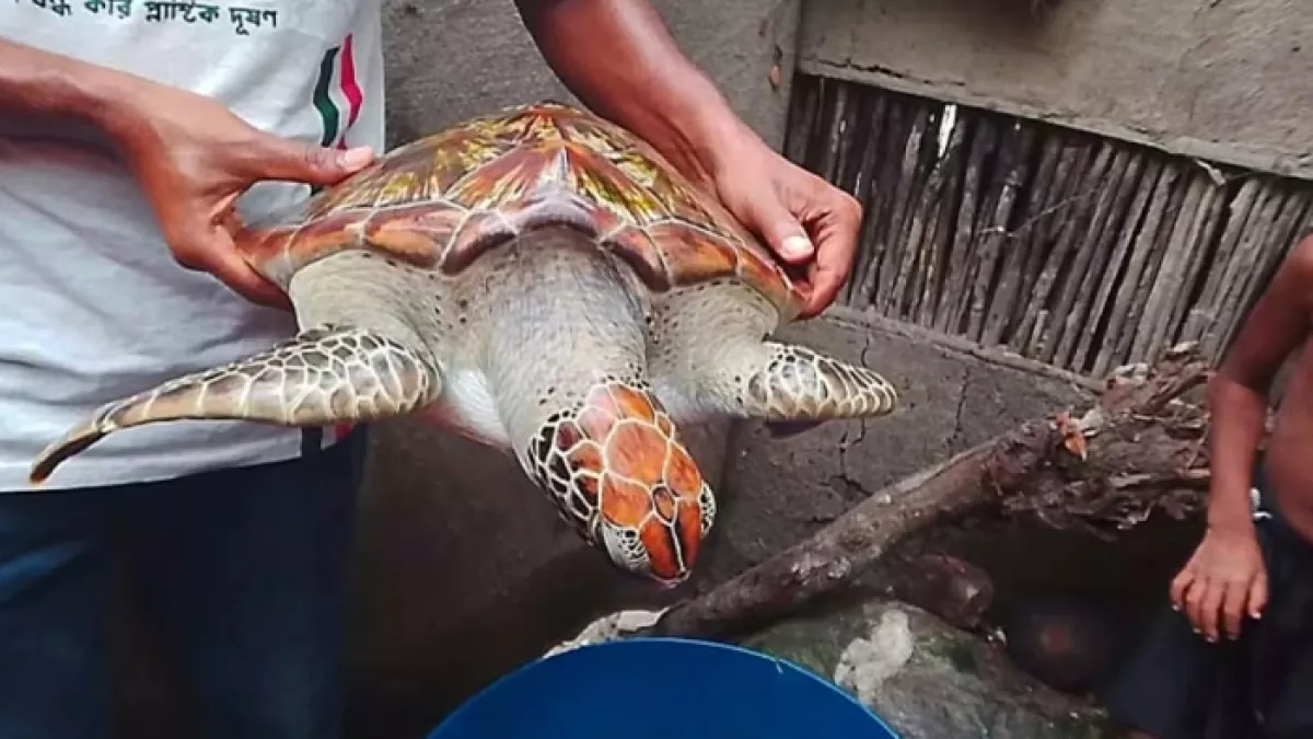 জেলের জালে ধরা পড়ল বিরল প্রজাতির কচ্ছপ