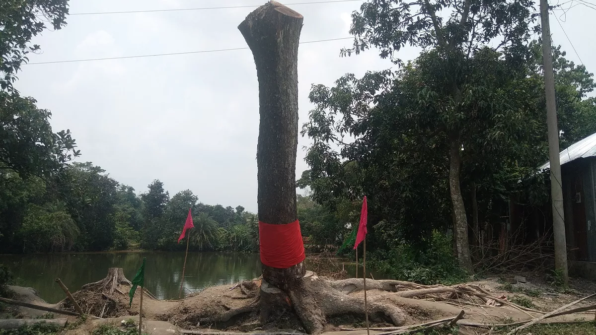 ব্রাহ্মণবাড়িয়ায় আলোচিত সেই গাছটি কেটে ফেলল প্রশাসন