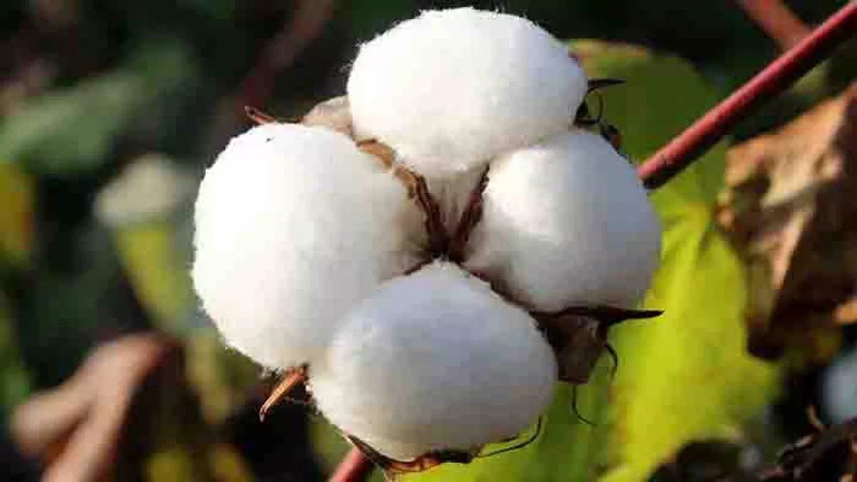 তুলা উৎপাদনে পিছিয়ে দেশ