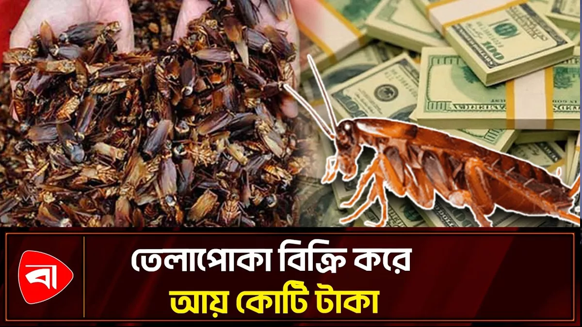 তেলাপোকার খামারের সন্ধান, এক লাখ তেলাপোকা জব্দ 