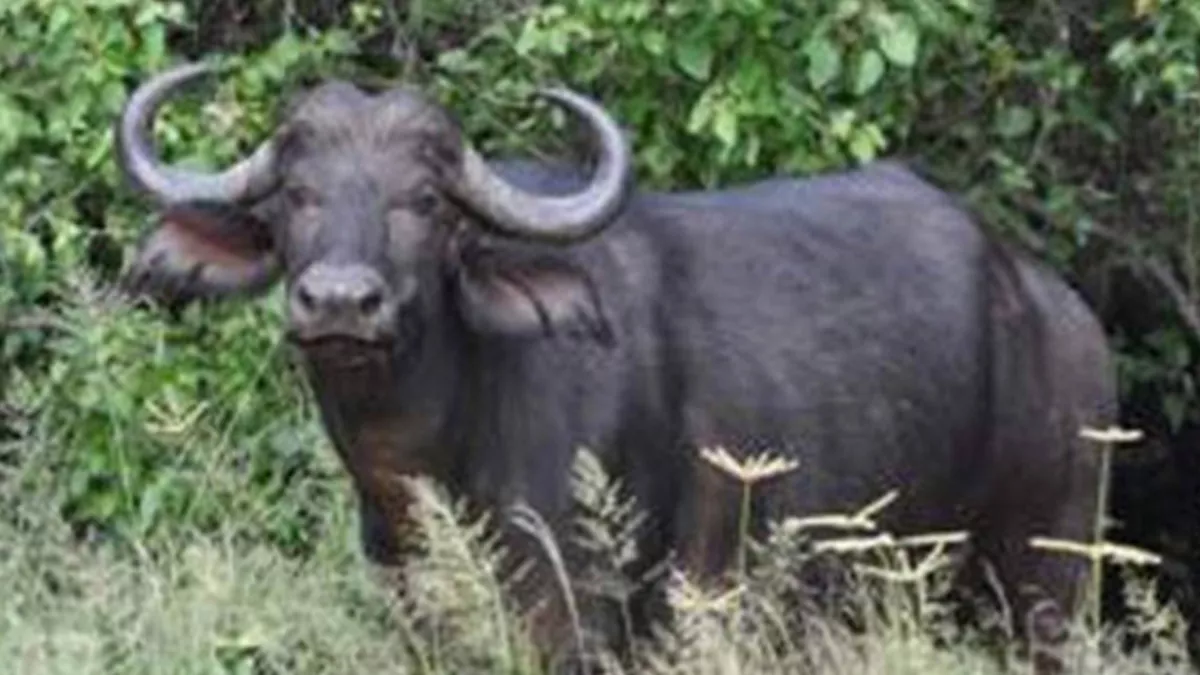 নারায়ণগঞ্জে মহিষের তাণ্ডবে আহত ১১