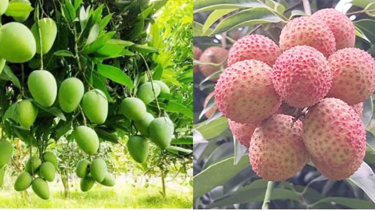 কোলাজ: প্রতিদিনের বাংলাদেশ