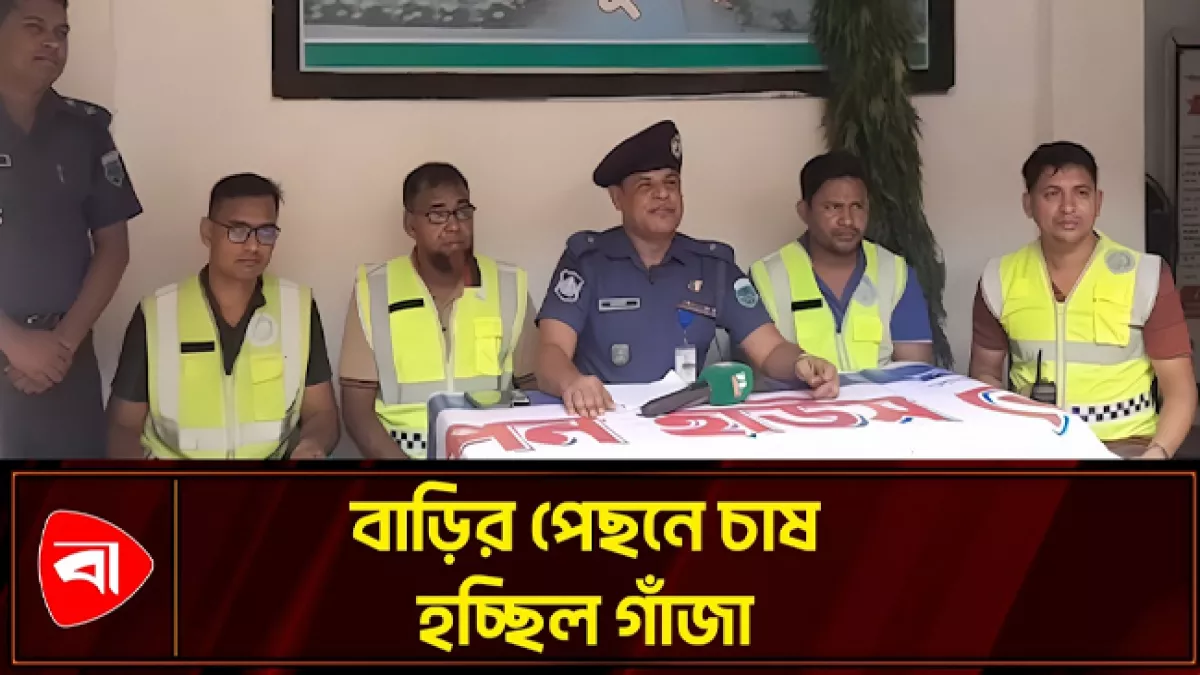  পাঁচবিবিতে গাঁজা গাছ জব্দ, অভিযুক্ত পলাতক