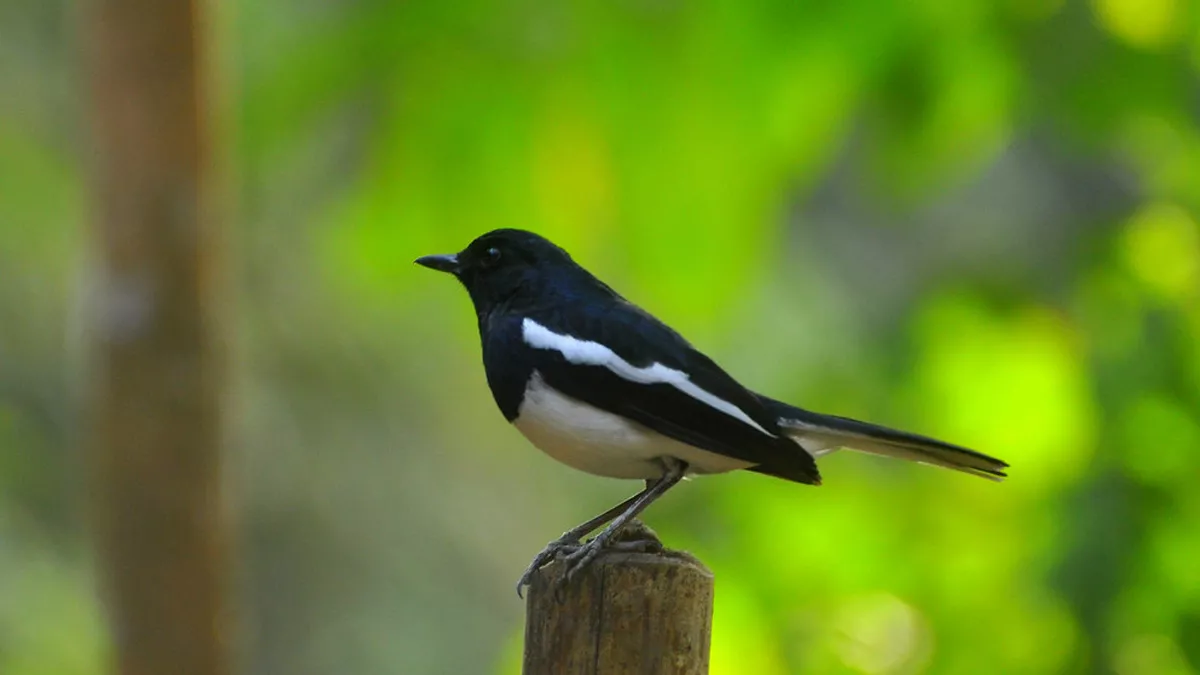 ছবি: ফ্লিকার