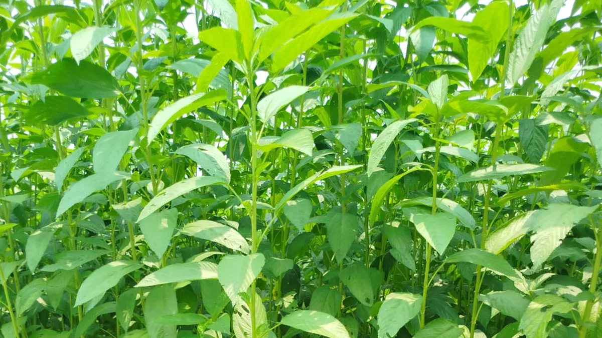 পাটবীজ উৎপাদনে স্বয়ংসম্পূণতা অর্জনে বিশেষ পদক্ষেপ বিএডিসির