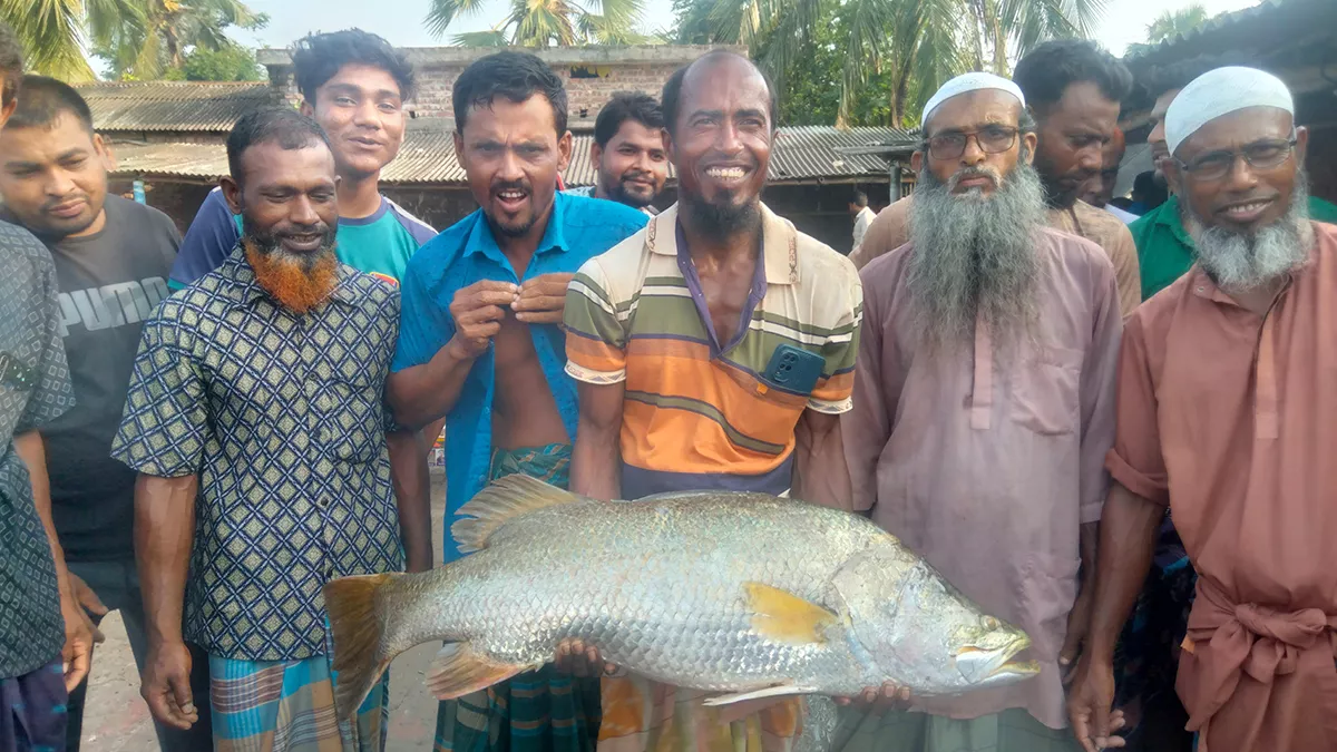 খোলপেটুয়া নদীতে ধরা পড়ল ১২ কেজির ভেটকি