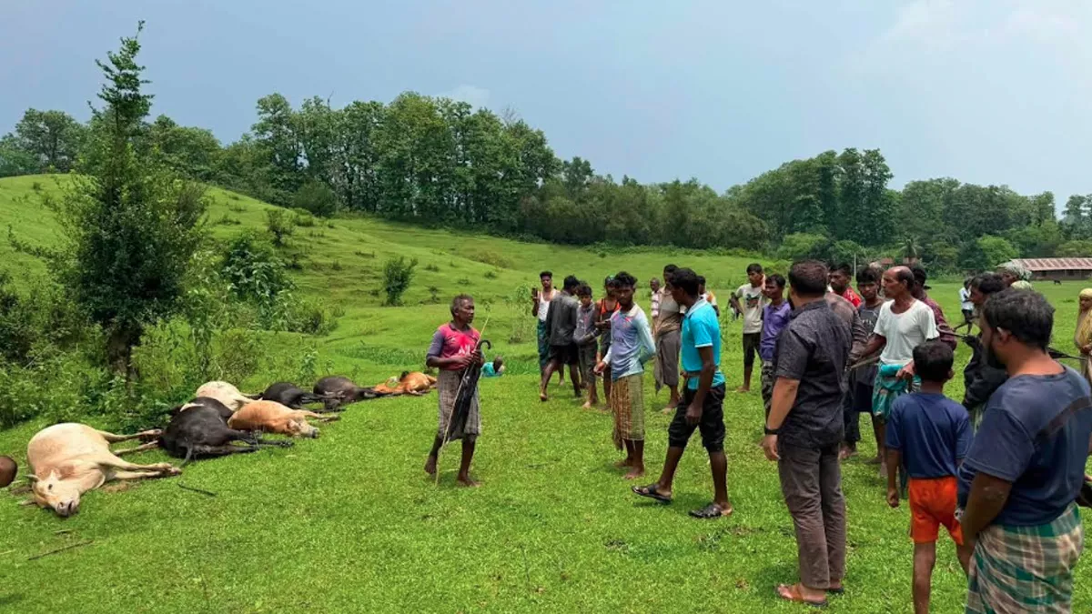 জুড়ীতে বজ্রপাতে ১৪ গবাদিপশুর মৃত্যু