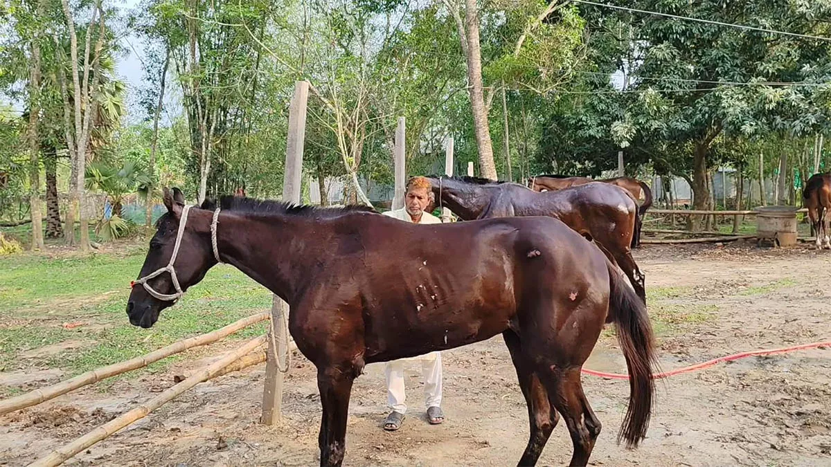 ঘোড়াপ্রেমিক আবুল হাসেম