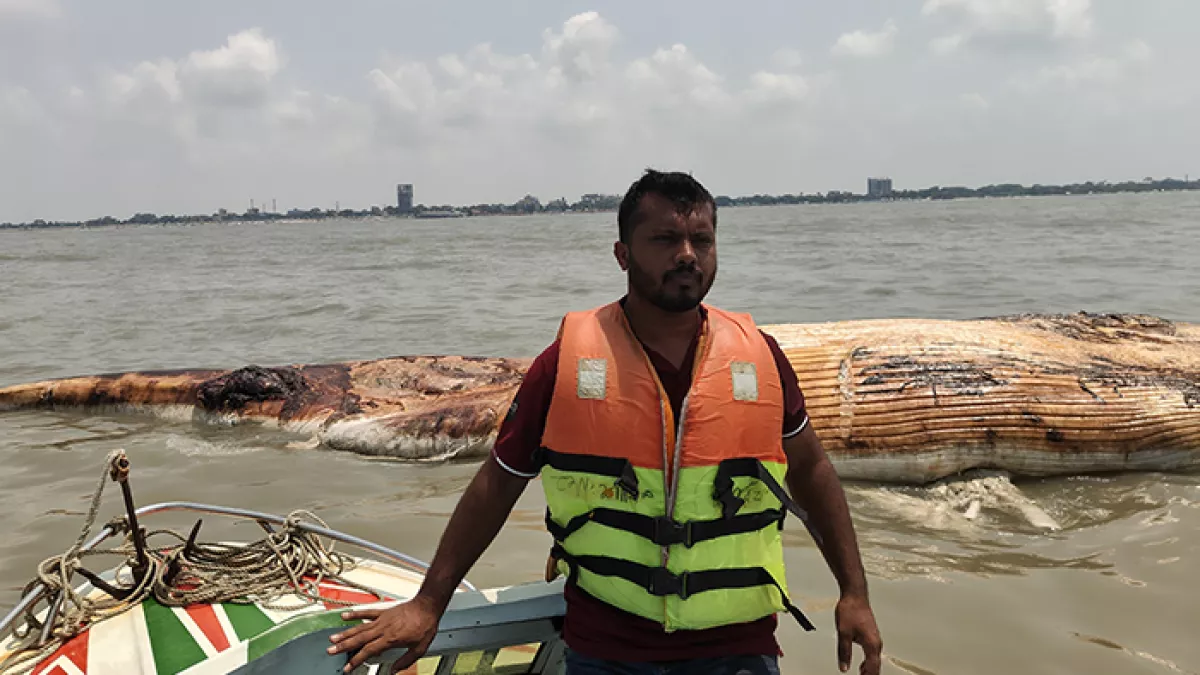 কুয়াকাটায় সমুদ্রে ভাসছে ৪০ ফুট দৈর্ঘ্যের মৃত তিমি