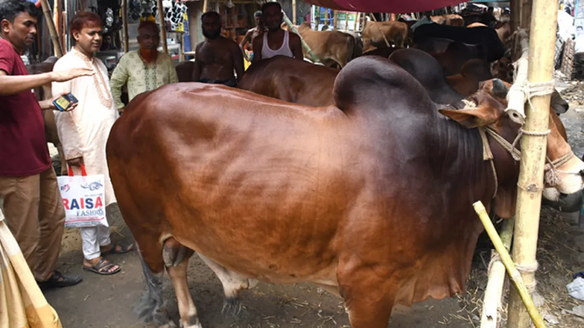 কোরবানির পশু। ছবি: প্রতিদিনের বাংলাদেশ